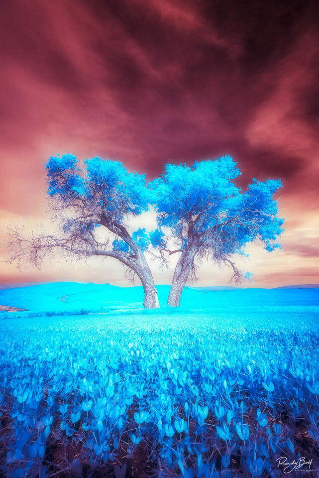 infrared photograph of the tree on Tennessee Flats road in the Palouse