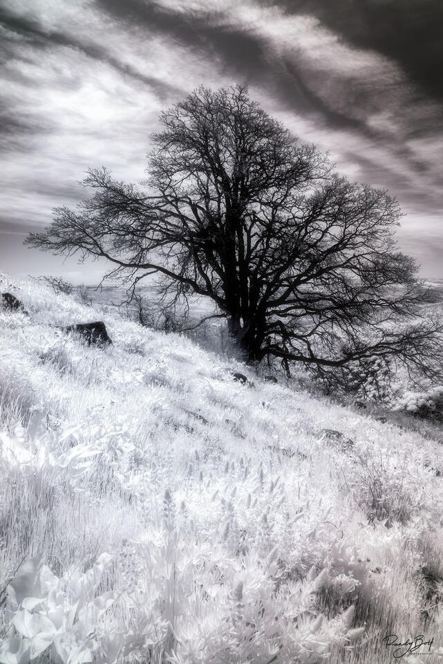 A stunning black and white photograph of an oak tree in Columbia Hills State Park, taken using an 830 nm deep filter.