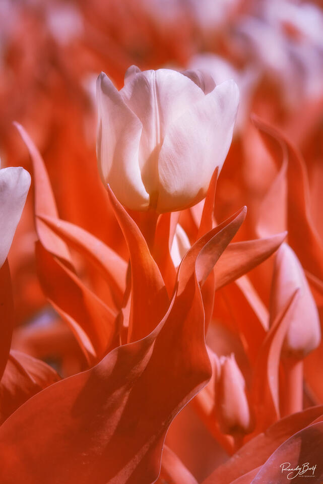590 nm super color infrared of tulips in the skagit valley.
