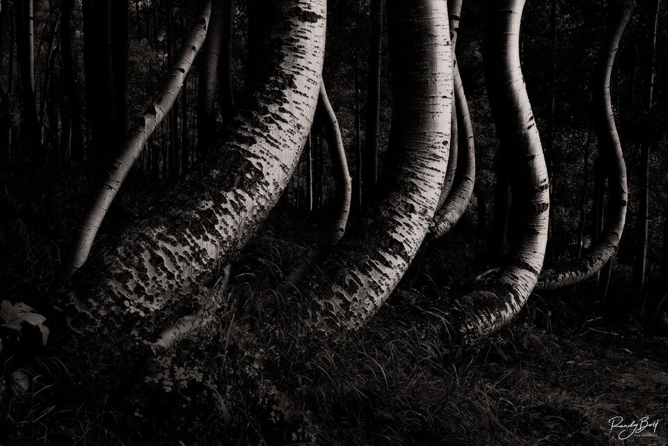 black and white twisted aspens of Ophir, Colorado.