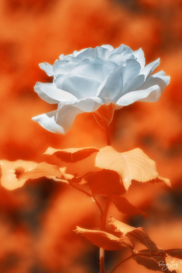 infrared image of a red rose in 590 nm from a full spectrum converted camera