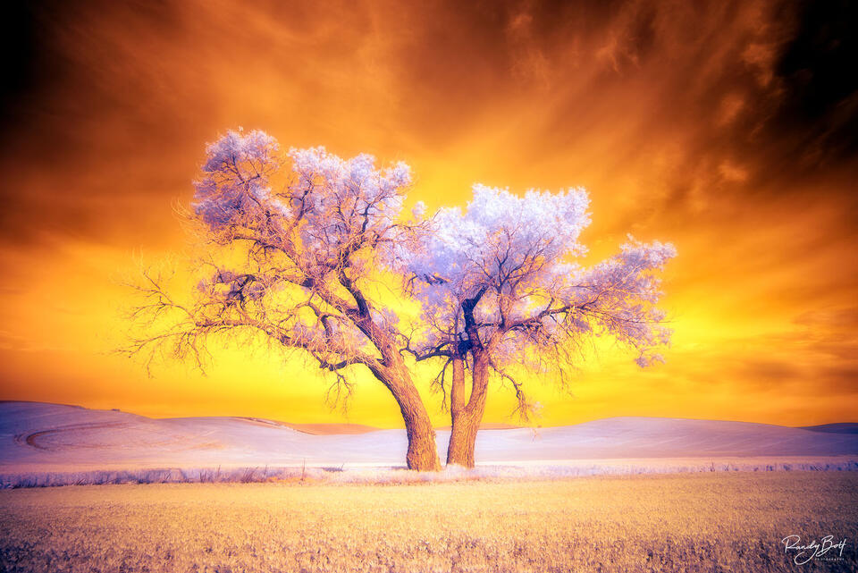 infrared photograph of a cottonwood tree in the Palouse area of Washington state.